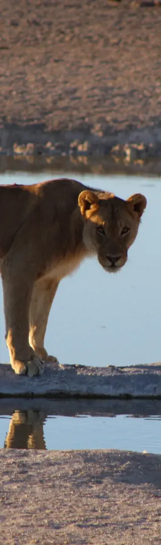 König der Löwen - Filmreife Begegnungen im Etosha NP.